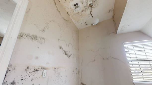 Best Crawl Space Mold Remediation  in Avenue B And C, AZ