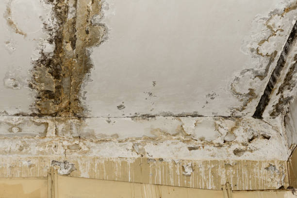 Reliable Avenue B And C, AZ Mold Removal Solutions