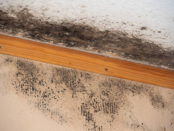 Best Airborne Mold Testing  in Avenue B And C, AZ