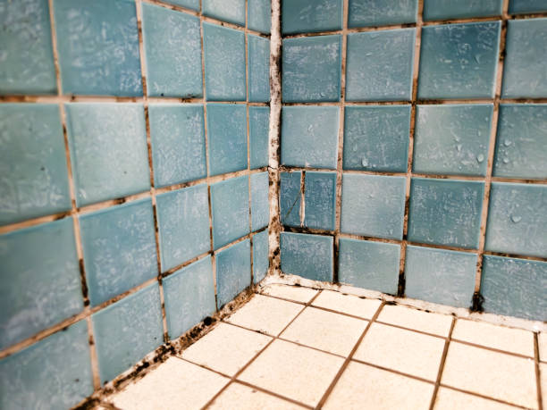Best Environmental Consulting for Mold Prevention  in Avenue B And C, AZ