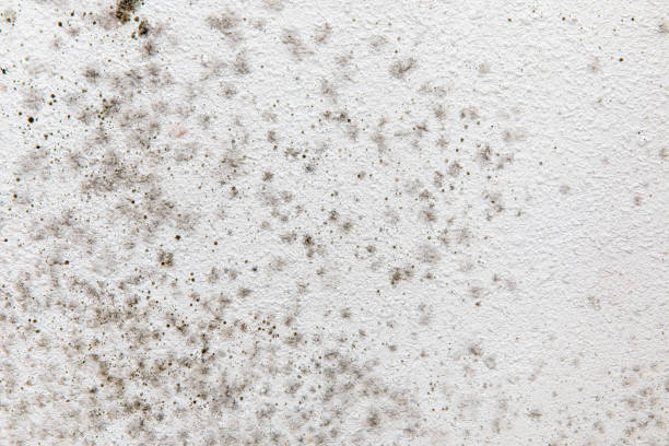 Dehumidification Services in Avenue B And C, AZ