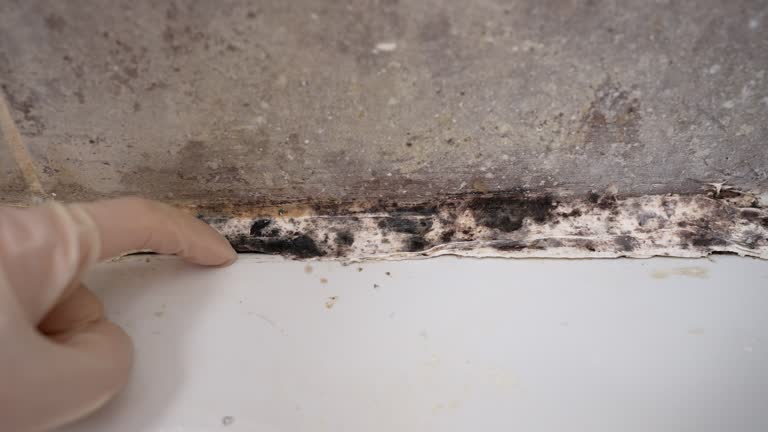  Avenue B And C, AZ Mold Removal Pros